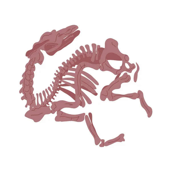 恐龙或动物骨骼 古老的蜥蜴 可怕的食肉动物 有牙齿 古生物学的科学 考古学和化石 在白色背景上孤立的卡通矢量图解 — 图库矢量图片