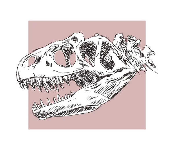Esqueleto Cráneo Dinosaurio Allosaurus Sobre Fondo Blanco — Vector de stock