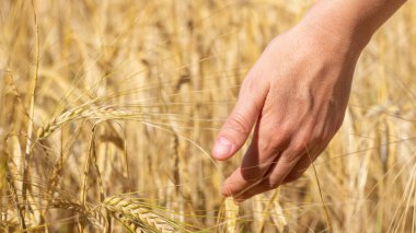 Olgun buğday tarlası. Altın kulaklı kadın eli. Çiftlikte tahıl tarımı. Ekmek toplama mevsimi. Yakın plan fotoğraf.