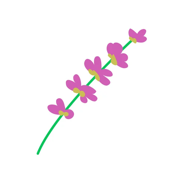 Lavanta Çiçeği Beyaz Arkaplanda Izole Bir Şekilde Kapat — Stok Vektör