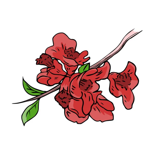 Zierquitte Vorhanden Zweig Mit Schönen Roten Blüten Gartenpflanze Zeichentrickvektorillustration Isoliert — Stockvektor