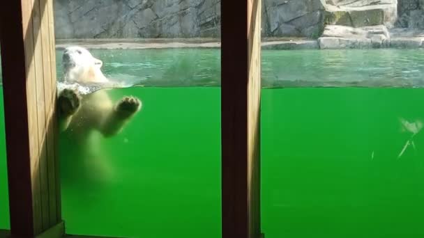 Oso Blanco Polar Zoológico Nada Bajo Agua Mamífero Carnívoro Fuerte — Vídeo de stock