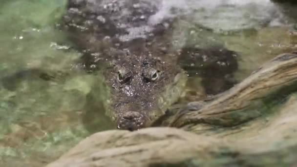 绿色的鳄鱼 把头埋在水里水生食肉爬行动物 卡通鳄鱼和凯曼 非洲捕食者猎手 河里的大动物录像镜头 — 图库视频影像
