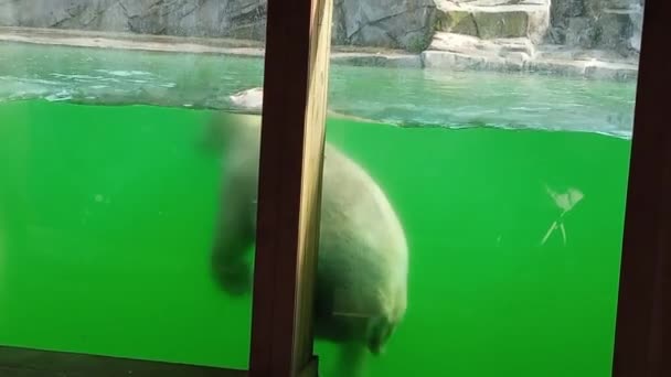 Lední Bílý Medvěd Zoo Plave Pod Vodou Velký Silný Masožravý — Stock video