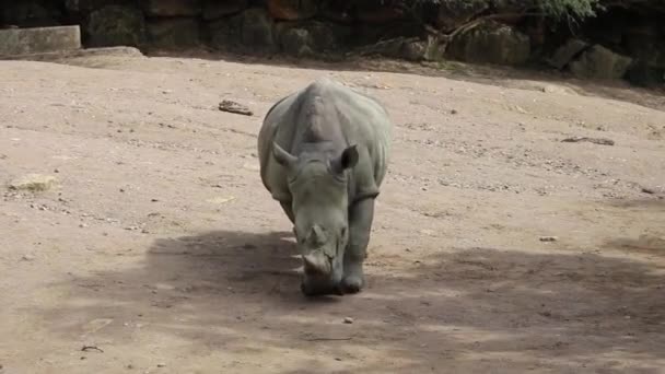 아프리카 코뿔소 뿔이있는 커다란 포유류 동물과 동물원 프랑스 암네빌의 동물원 — 비디오