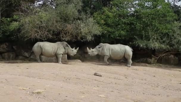 Afrikanska Noshörningar Stora Växtätande Däggdjur Med Horn Näsan Djurliv Och — Stockvideo
