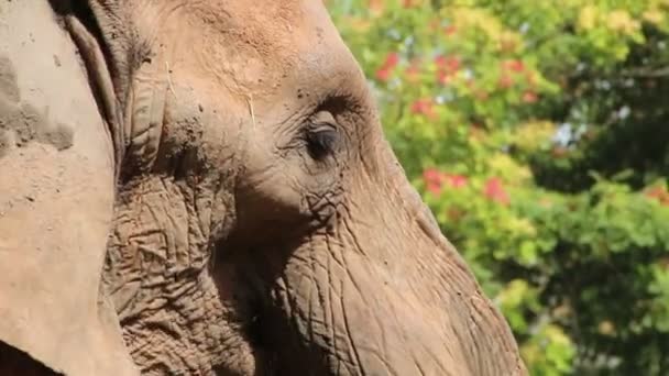 African Elephant Trunk Tusks Big Herbivorous Mammal Zoo Wild Animal — Stock Video
