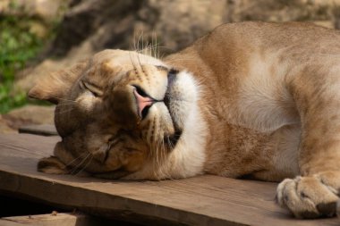 Dişi aslan hayvanat bahçesinde yatıyor. Büyük Afrika kedisi. Dişi aslan. Kedi bir hayvan avcısı. Kafa ve yüz yakın çekim. Doğa, vahşi yaşam ve hayvan