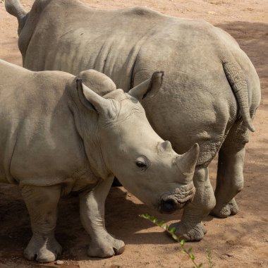 Afrika gergedanları. Parktaki gergedan ailesi. Burnunda boynuz olan otobur bir memeli hayvan. Vahşi yaşam, doğa ve hayvanat bahçesi. Fransa 'da hayvanat bahçesi
