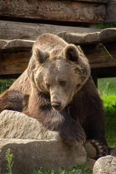 动物园里的棕熊 强大的森林大型掠食者 野生动物 自然和动物 — 图库照片