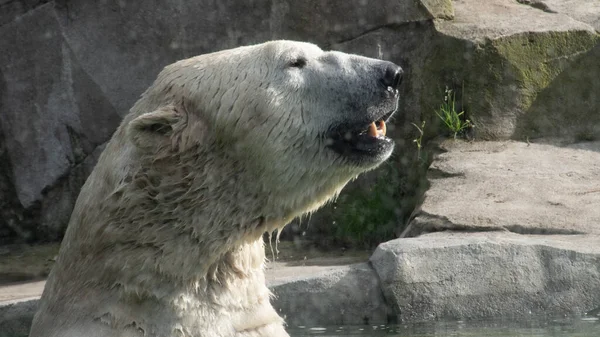 动物园里的北极熊 皮厚的动物 大而强壮的食肉哺乳动物Closeup Photo — 图库照片