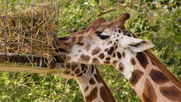 Giraffen Fressen Zoo Aus Einem Korb Afrikanische Pflanzenfressende Säugetiere Fauna — Stockfoto