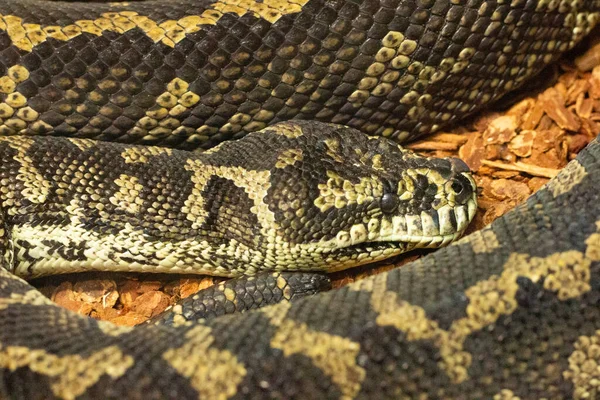 Jungle carpet python. Large snake with patterned skin and scales. Australian rainforest reptile. Head photo closeup