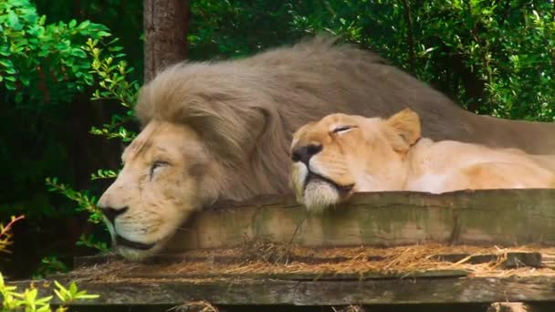 狮子和母狮睡在动物园里 大非洲猫 狮子家庭 猎食动物的动物 头和脸的特写 野生动植物 录像镜头 — 图库视频影像