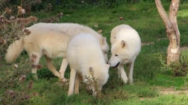 Стая Белых Волков Лесу Дикое Животное Млекопитающее Семья Вольфов Опасный — стоковое видео