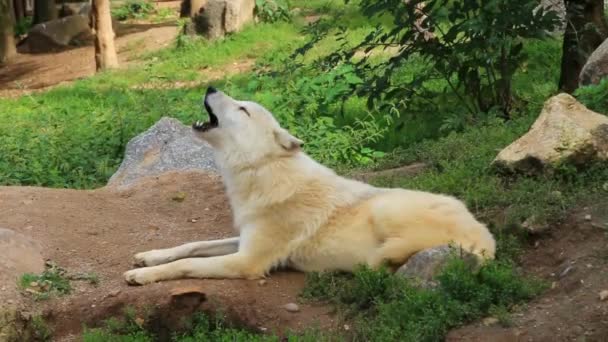 Белый Волк Воет Дикой Природе Дикое Лесное Животное Млекопитающее Зоопарке — стоковое видео