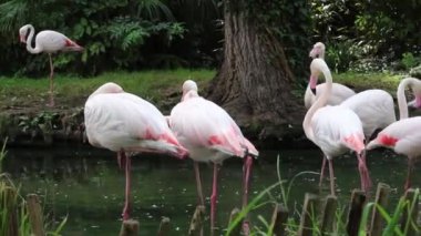 Gölette bir flamingo sürüsü. Uzun boyunlu ve bacaklı güzel vahşi bir kuş. Doğa ve hayvan. Video görüntüleri