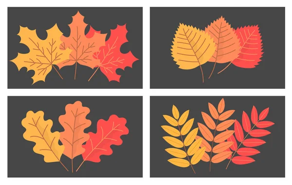 Set Colorful Autumn Tree Leaves Maple Birch Oak Rowan Beautiful — Stock Vector