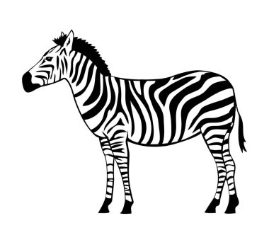 Çizgili zebra. Otçul toynaklı memeli. Afrika vahşi hayvanı. Hayvanat bahçesi ve zooloji. Çizgi film vektörü çizimi izole etti. Siyah ve beyaz taslak çizimi