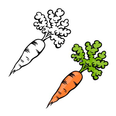 Havuç çizimi. Lezzetli, sağlıklı sebze. Yemek pişirmek için. Çizgi film vektör çizimi siyah ve renkli. El çizimi taslak. Çocuklar için boyama sayfası