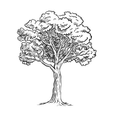 Yapraklı ağaç. Tasarım ve dekorasyon için şablon ögesi. Doğa ve orman. Çizgi film vektör illüstrasyonu siyah beyaz. El çizimi çizimi