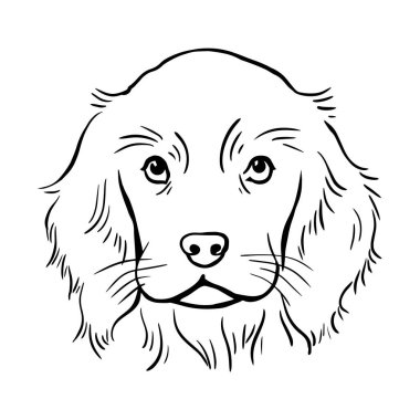 Cocker spaniel. Köpek kafası portresi. Hayvan hayvanı. Vektör siyah beyaz çizim. Resim çizimi el çizimi çizimi
