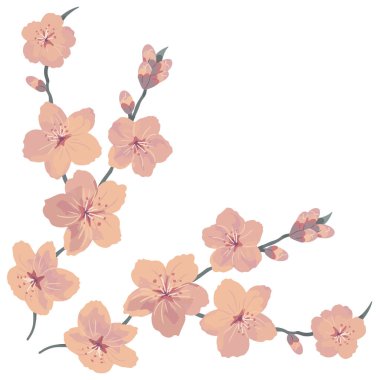 Kiraz çiçeği. Sakura dalı. Çiçek deseni. Kart, davetiye ve broşür için dekorasyon ve tasarım. Vektör illüstrasyonu beyaz arkaplanda izole edildi