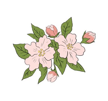 Bahçede kiraz ağacı çiçek açıyor. Bahar doğası. Çiçekli güzel bir dal. Doğanın güzelliği. Beyaz arkaplanda vektör çizimi izole edildi. El çizimi ana hatları