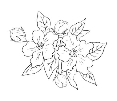 Bahçede kiraz ağacı çiçek açıyor. Bahar doğası. Çiçekli güzel bir dal. Doğanın güzelliği. Siyah-beyaz vektör çizimi. El çizimi ana hatları