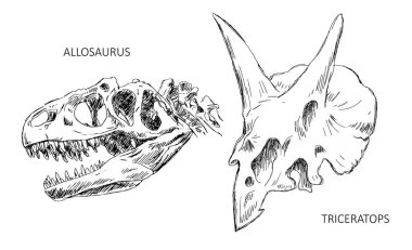 Dinozor iskeleti. Allosaurus ve Triceratops kertenkelesi. Dişleri olan korkunç bir yırtıcı. Paleontoloji bilimi. Siyah ve beyaz vektör çizimi. Beyaz arkaplanda el çizimi mürekkep