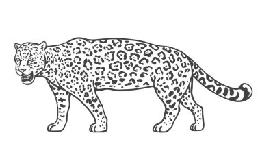Beyaz arka planda bir Jaguar. Tropik büyük yırtıcı kedi. Derisinde desenler olan vahşi bir hayvan. Vektör izole sanat illüstrasyonu. Siyah beyaz çizim. El çizimi ana hatları