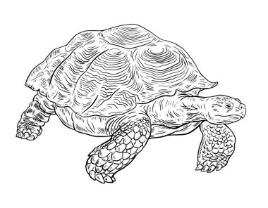 Büyük kaplumbağa. Zırhlı sürüngen. Vahşi yaşam hayvanı. Siyah-beyaz vektör çizimi. Hayvanat bahçesi, doğa ve zooloji. El çizimi taslak. Beyaz arkaplanda resim mürekkebi