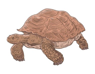 Büyük kaplumbağa. Zırhlı sürüngen. Vahşi yaşam hayvanı. Beyaz arkaplanda vektör çizimi izole edildi. Hayvanat bahçesi, doğa ve zooloji. El çizimi ana hatları