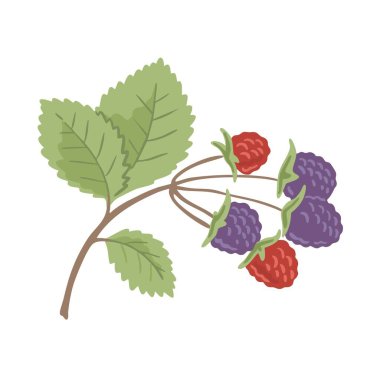 Bir böğürtlen filizi