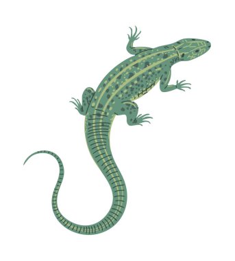 Yeşil kertenkele. Küçük sürüngen. Doğa ve hayvan. Vahşi doğadaki hayvanlar. Vektör illüstrasyonu beyaz arkaplanda izole edildi