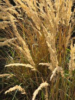 Güneşli bir günde, sonbahar çayırında kuru otlar.