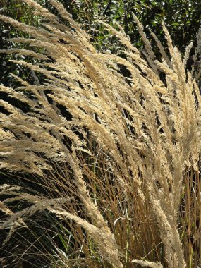 dry grass on an autumn meadow on a sunny day clipart