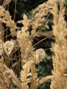 Güneşli bir günde, sonbahar çayırında kuru otlar.