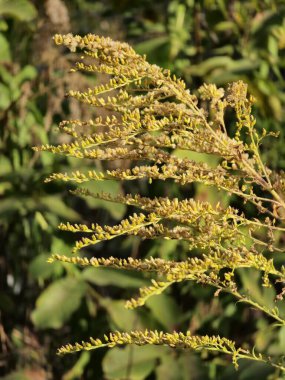 Güneşli bir günde, sonbahar çayırında kuru otlar.