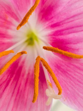 a pink and white flower Zephyranthes Rosea with a yellow stamen close-up clipart