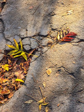 Asfalta dökülen sarı sonbahar yaprakları