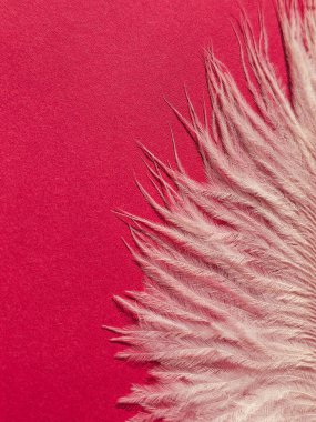 Pembe arkaplanda tüyler yakın plan