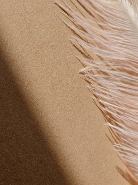 Tüylü nötr bej arkaplan