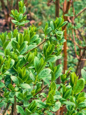 Bahçede yeşil yapraklar