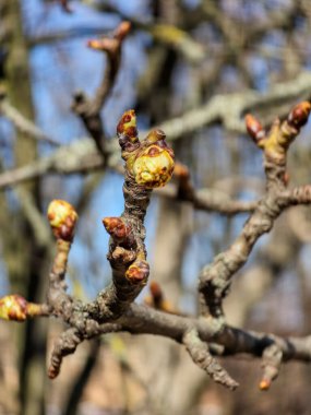 Tomurcukları ve yaprakları olan bir ağaç dalı. bahar arkaplanı. Kapat - kapat.