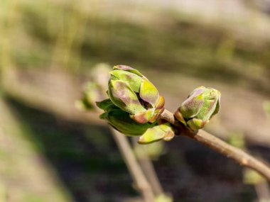 Ağaç dalındaki genç yapraklar