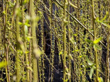 Bahçede yeşil yapraklar