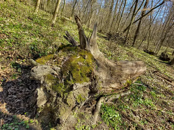 Ormandaki yaşlı kütük.