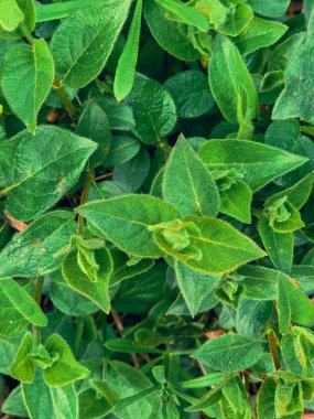 yeşil yaprak dokusu arkaplanı