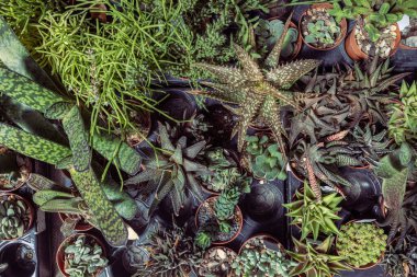 Tüm arka planı dolduran sulu ve kaktüs bitkileri. Çocuk odası ve bitki deposu için uygun.